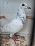Te koop kleur postduiven, Mannelijk, Papegaai