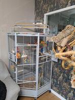 Papegaaien hoekkooi, Dieren en Toebehoren, Ophalen, Metaal, Vogelkooi
