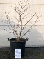 Magnolia’s 29,50 !!!, Tuin en Terras, Planten | Bomen, In pot, Lente, Overige soorten, Volle zon