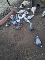 Verschillende duiven postduiven en sierduiven, Meerdere dieren, Postduif