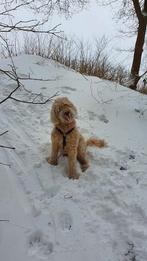 Dekreu labradoodle, Dieren en Toebehoren, Honden | Dekreuen, 6 jaar of ouder, Rabiës (hondsdolheid), Reu, Eén hond