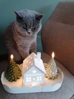 Prachtige Brits korthaar met stamboom..., Dieren en Toebehoren, Poes, Gechipt, 0 tot 2 jaar