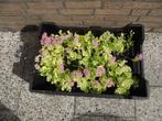 byna gratis nieuw 14 sedum vaste plantjes balkon tuin, Ophalen, Vaste plant, Groenteplanten, Volle zon