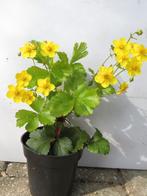 Waldsteinia ternata. Sterke bodembedekkers, Bodembedekkers, Vaste plant, Ophalen of Verzenden, Halfschaduw