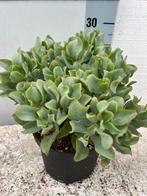 Silver jade plant, Huis en Inrichting, Kamerplanten, Ophalen of Verzenden