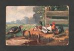 Reclamekaart Sluis Ochtendvoer Gemengd Graan Kippen Eenden., Verzamelen, Ophalen of Verzenden, Voor 1920, Ongelopen, Vogel