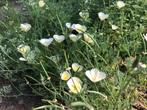 Slaapmutsje, Tuin en Terras, Bloembollen en Zaden, Ophalen of Verzenden, Voorjaar, Volle zon, Zaad