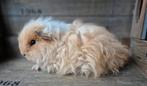Mooi Texel/Tessel cavia zeugje, Dieren en Toebehoren, Vrouwelijk, Cavia, Na 1 juli 2024