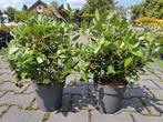 Viburnum tinus, groenblijvende sneeuwbal struiken wit/roze, Tuin en Terras, Ophalen of Verzenden, Overige soorten, Struik, Minder dan 100 cm