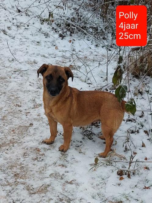 Klein hondje voor adoptie!, Dieren en Toebehoren, Honden | Niet-rashonden, Klein, Teef, Handelaar, Eén hond, Buitenland, 3 tot 5 jaar