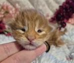 Maine coon katertje met stamboom russische lijnen, Kater, Met stamboom, 0 tot 2 jaar