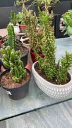 Cactus planten per pot   €7, Tuin en Terras, Planten | Tuinplanten, Ophalen, Overige soorten, Volle zon