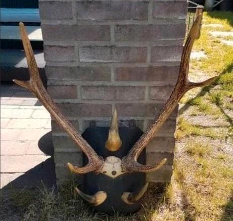Prachtige Rusa Sambar hert schedel (Aziatisch) herten gewei, Verzamelen, Dierenverzamelingen, Zo goed als nieuw, Gewei of Kop