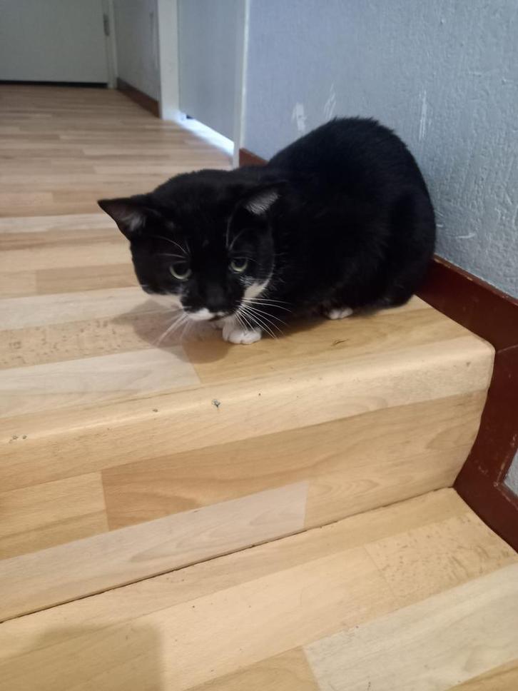 Lieve kat gratis op te halen, Dieren en Toebehoren, Katten en Kittens | Overige Katten, Kater, 3 tot 5 jaar