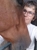 Prachtige lieve spaanse ruin 8 jaar +/- 1,58, Dieren en Toebehoren, Paarden, Ruin, Minder dan 160 cm, Recreatiepaard, 7 tot 10 jaar