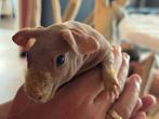 2 skinny cavias, beertjes van 8 weken oud., Cavia, Mannelijk, Juli, Tam