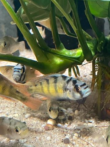 Halplochromis SP / CH 44 beschikbaar voor biedingen