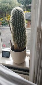 Zeer grote cactus, Huis en Inrichting, Kamerplanten, Ophalen, Cactus, Volle zon, Minder dan 100 cm