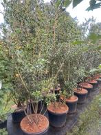 Schijnhulst Osmanthus meerstammig in pot leverbaar tot 250 c, Halfschaduw, Overige soorten, Lente, 100 tot 250 cm