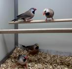 Spitsstaart amadines, Dieren en Toebehoren, Vogels | Overige Vogels, Meerdere dieren, Tropenvogel
