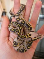 Ballpython- koningspython- python regius, Dieren en Toebehoren, Reptielen en Amfibieën, Slang, 0 tot 2 jaar