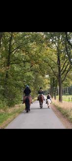 Lease Welsh pony aangeboden, Dieren en Toebehoren, Ophalen of Verzenden, Zo goed als nieuw