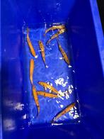 Actie Goudwinde 18-20cm 10euro per stuk 3+1 Gratis, Karper of Koi