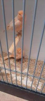 Te koop div kanaries, Dieren en Toebehoren, Meerdere dieren, Kleurkanarie
