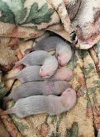 Fretten pups blaze/polka dot moertjes, Dieren en Toebehoren, Juli, Vrouwelijk