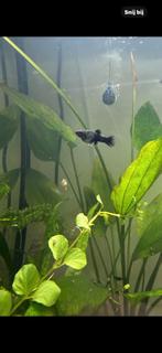 Zwarte mollys, Dieren en Toebehoren, Vis