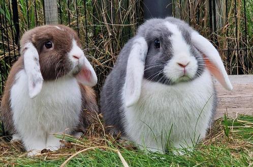 Lief koppeltje hangoorkonijntjes te koop, Dieren en Toebehoren, Konijnen, Middelgroot, Meerdere dieren, 0 tot 2 jaar, Hangoor
