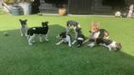 Boerenfox pups, Dieren en Toebehoren, Rabiës (hondsdolheid), Overige rassen, 8 tot 15 weken, Meerdere