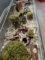 Dwerghamster verblijf en inrichting Ikea Detolf, Dieren en Toebehoren, Knaagdieren en Konijnen | Hokken en Kooien, Ophalen, Minder dan 60 cm