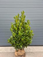 Prunus L. 'Green Torch'  Laurier groenblijvende haagplanten, Tuin en Terras, Planten | Struiken en Hagen, Ophalen of Verzenden