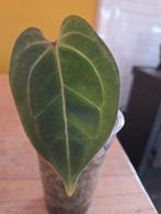 Anthurium papillilaminum x KOS - Zeldzame schoonheid!, Huis en Inrichting, Kamerplanten, Ophalen of Verzenden, Halfschaduw, Minder dan 100 cm