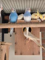 Jongen grasparkieten, Dieren en Toebehoren, Vogels | Parkieten en Papegaaien