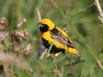 Gezocht 2.4 napoleon wevers, Dieren en Toebehoren, Mannelijk