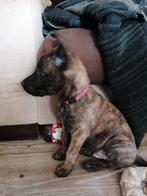 Hollandse x mechelsche herder pup reu, Dieren en Toebehoren, Rabiës (hondsdolheid), Reu, 8 tot 15 weken, Eén hond