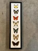 Opgezette vlinders in lijst, Verzamelen, Dierenverzamelingen, Ophalen of Verzenden, Zo goed als nieuw, Insect, Opgezet dier
