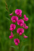 Aardakker (Lathyrus tuberosus), Volle zon, Vaste plant, Zomer, Ophalen
