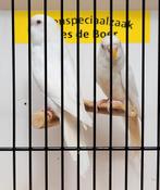 Witte grasparkietjes, Meerdere dieren, Parkiet, Geringd