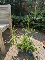 Verbena tuinplanten, bloeit paars en trekt vlinders, Tuin en Terras, Planten | Tuinplanten, Ophalen, Zomer, Overige soorten, Volle zon