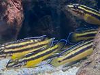 Julidochromis regani kipili cichlide, Vis
