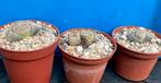 Levende steentjes, Lithops verschillende soorten vetplanten, Minder dan 100 cm, Ophalen of Verzenden, In pot, Bloeiende kamerplant