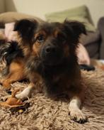 Mix reu Arras, 1 jr, ter adoptie, Dieren en Toebehoren, Particulier, Reu, 1 tot 2 jaar, Buitenland