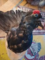 Opgezet mooie Korhoen, Verzamelen, Dierenverzamelingen, Ophalen of Verzenden, Zo goed als nieuw, Vogel, Opgezet dier