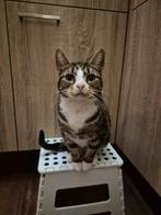 Lieve poes zoekt nieuw huisje, Dieren en Toebehoren, Katten en Kittens | Overige Katten, Poes, Kortharig, 6 jaar of ouder