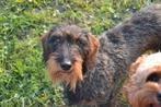 Dekreu gevraagd, Dieren en Toebehoren, Honden | Teckels en Dashonden, Standaard, Reu, Eén hond, 3 tot 5 jaar