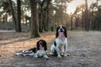 Engelse Springer Spaniel Pups, Dieren en Toebehoren, 8 tot 15 weken, Meerdere, Meerdere dieren, Nederland