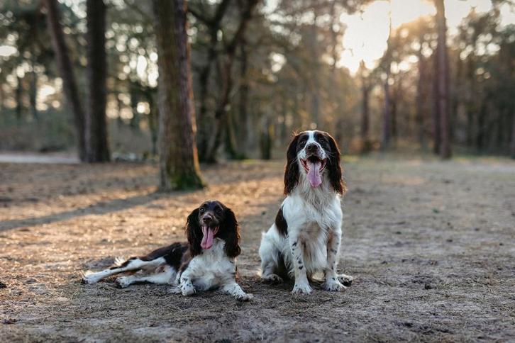 Engelse Springer Spaniel Pups, Dieren en Toebehoren, Honden | Niet-rashonden, Meerdere dieren, Particulier, Meerdere, Nederland